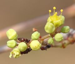 Crematogaster castanea rufonigra