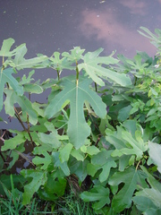 Ficus carica