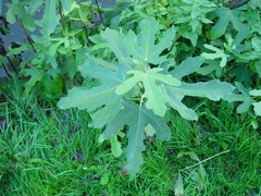 Ficus carica