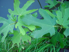 Ficus carica