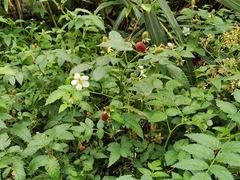 Rubus rosifolius image