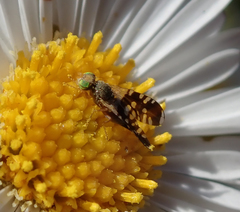 Spathulina acroleuca