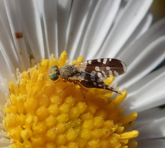 Spathulina acroleuca