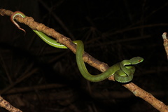 Trimeresurus rubeus