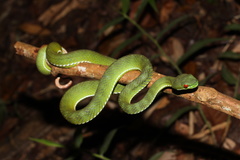 Trimeresurus rubeus