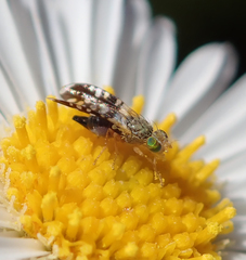 Spathulina acroleuca
