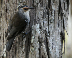 Climacteris erythrops