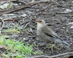 Climacteris erythrops