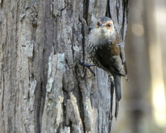 Climacteris erythrops