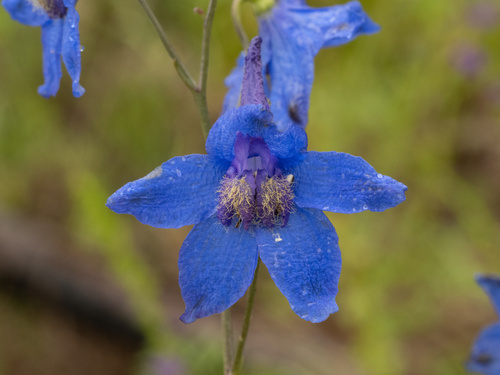 Trelease's larkspur (Delphinium treleasei)