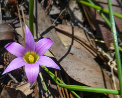 Romulea rosea australis