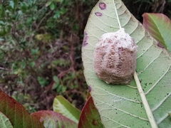 Polyspilota aeruginosa