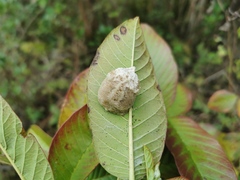Polyspilota aeruginosa