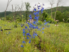 Delphinium treleasei