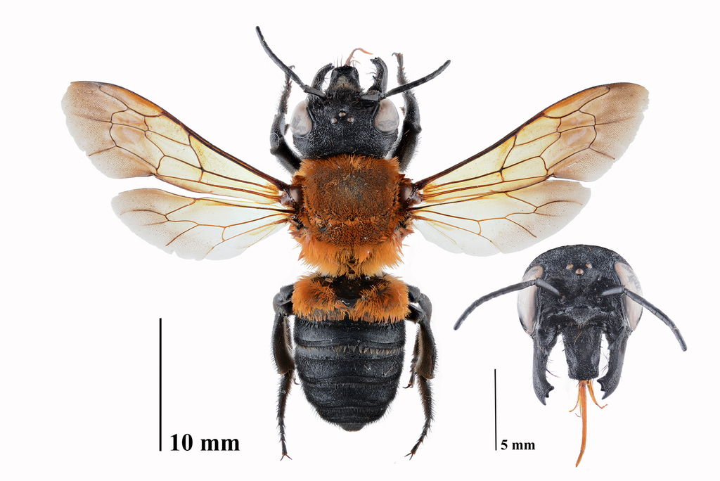 Megachile monticola