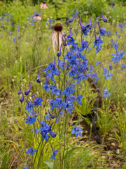 Delphinium treleasei, photograph (c) Turner Brockman, some rights reserved (CC BY-SA)