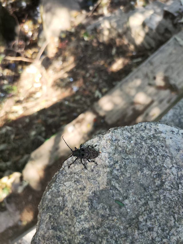 Oak Longicorn Beetle