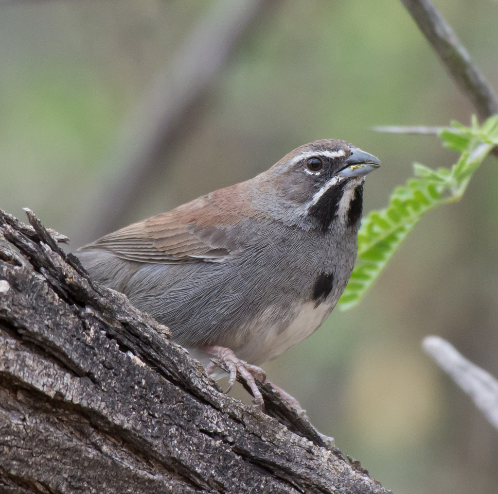 Five-striped Sparrow (Amphispizopsis quinquestriata) photo