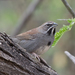 Five-striped Sparrow - Photo (c) Gordon Karre, some rights reserved (CC BY-NC), uploaded by Gordon Karre
