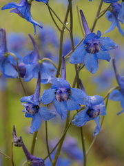 Delphinium treleasei, photograph (c) Turner Brockman, some rights reserved (CC BY-SA)