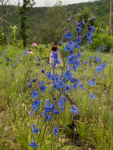 Delphinium treleasei, photograph 3