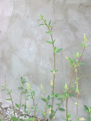 Chenopodium album