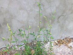 Chenopodium album