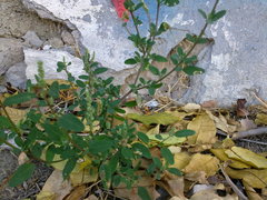 Chenopodium album