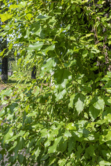 Populus × berolinensis