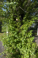 Populus × berolinensis