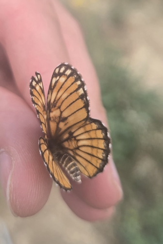 Chinati Checkerspot