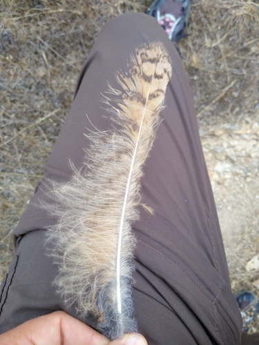 View observation of {o.common_name} on iNaturalist