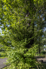 Populus × berolinensis