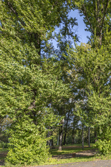 Populus × berolinensis