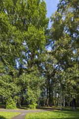 Populus × berolinensis