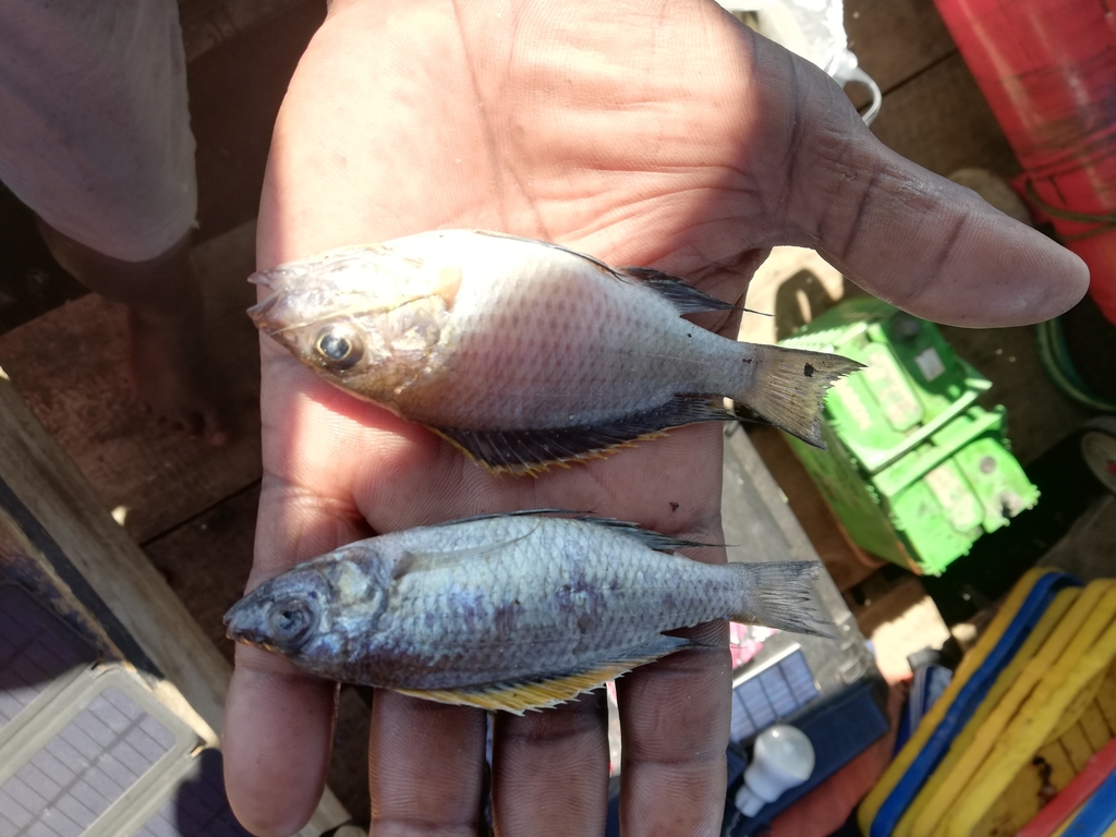 Happy (Copadichromis virginalis) — Cichlidae