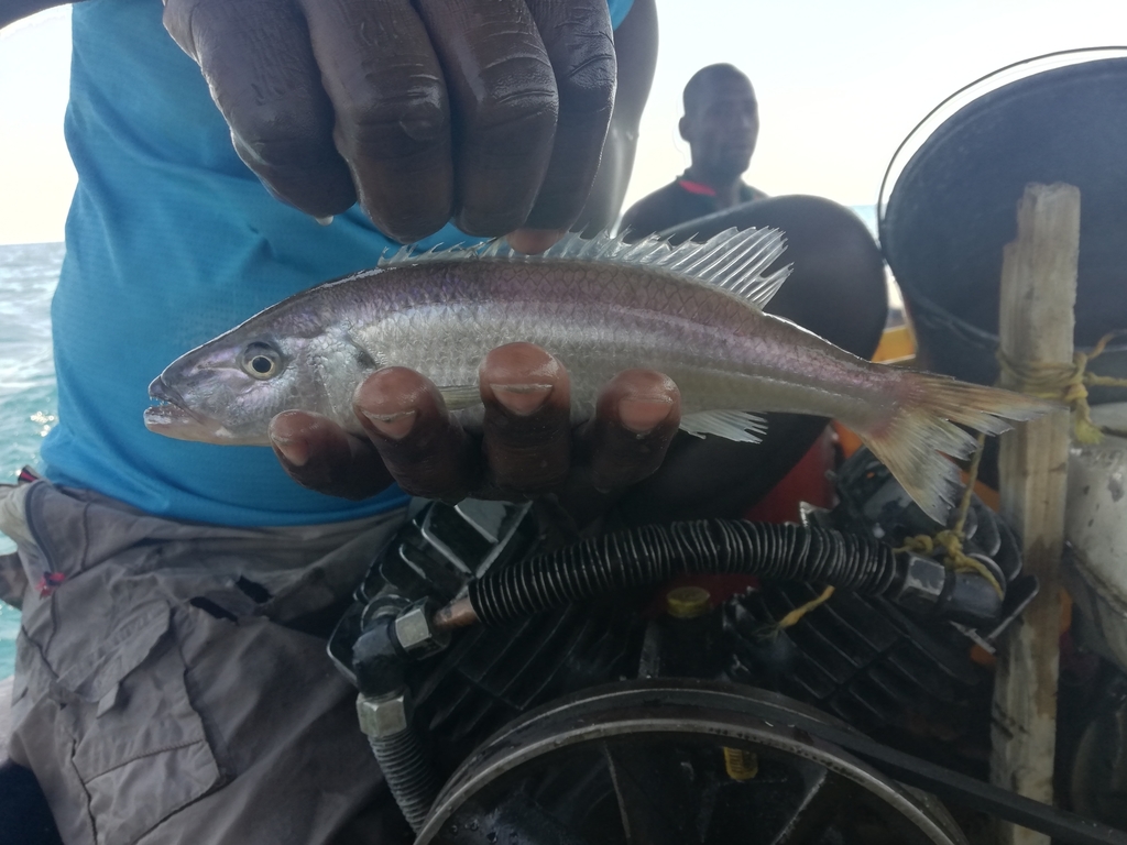 Tigerfish (Rhamphochromis longiceps) — Cichlidae