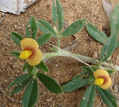 Dalbergieae