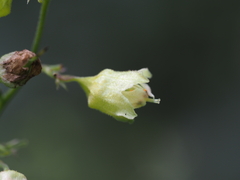 Heuchera alba, photograph (c) Clay Gibbons, some rights reserved (CC BY)