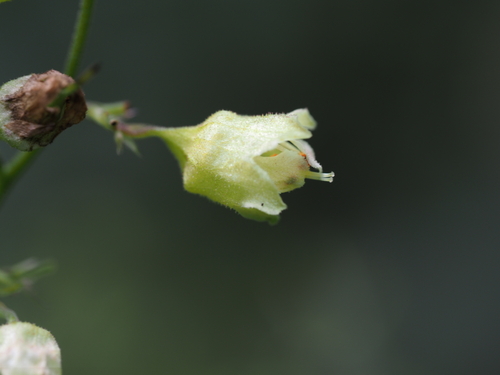 Heuchera alba, photograph 5
