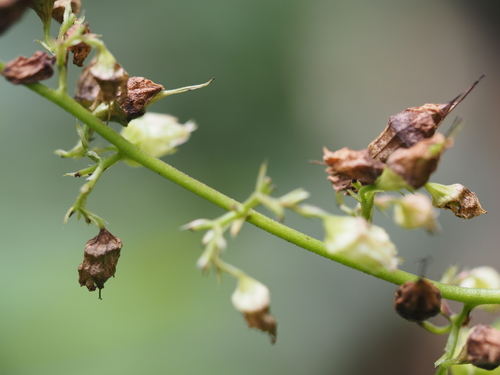 Heuchera alba, photograph 6