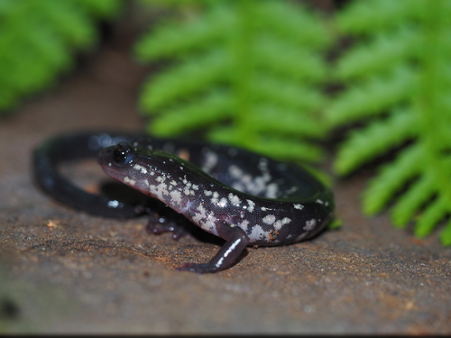 Cow Knob Salamander, Plethodon punctatus