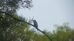 Muscicapa dauurica