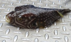 Arothron reticularis