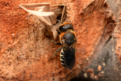 Megachile faceta