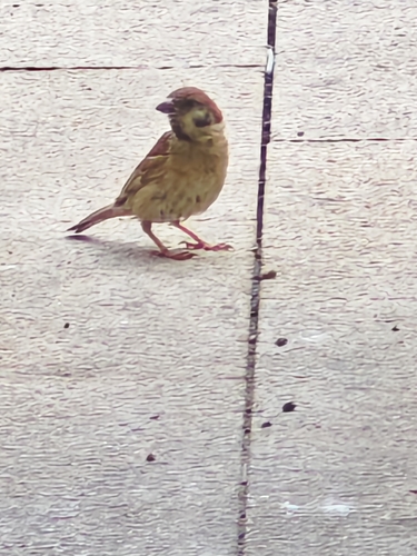 Eurasian Tree Sparrow