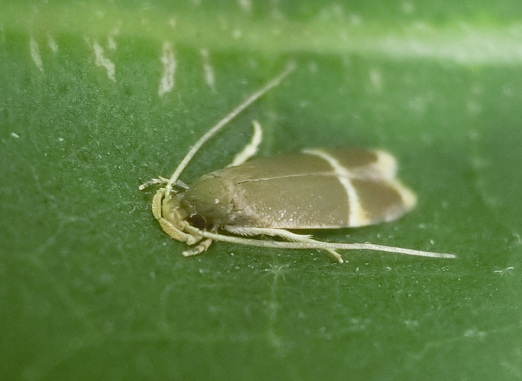 Phaeoses leucodeta