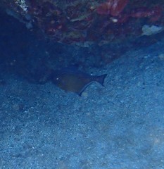 Pempheris vanicolensis