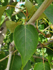 Populus ciliata
