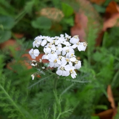 Achillea millefolium